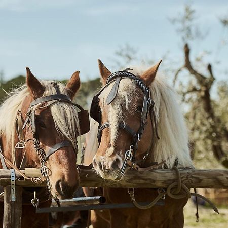Agriturismo Gli Archi Fauglia Экстерьер фото