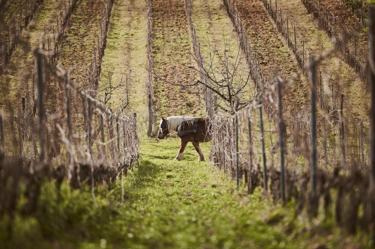 Agriturismo Gli Archi Fauglia Экстерьер фото