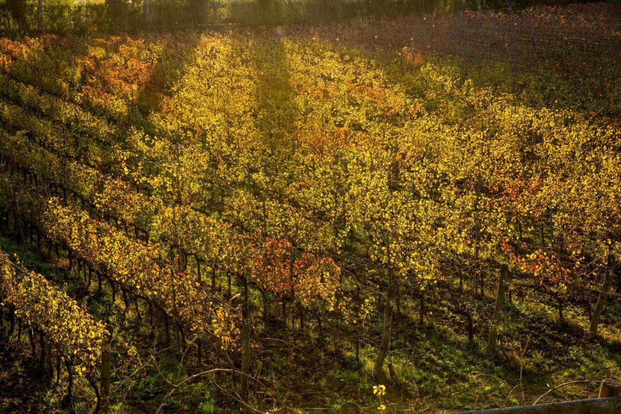 Agriturismo Gli Archi Fauglia Экстерьер фото