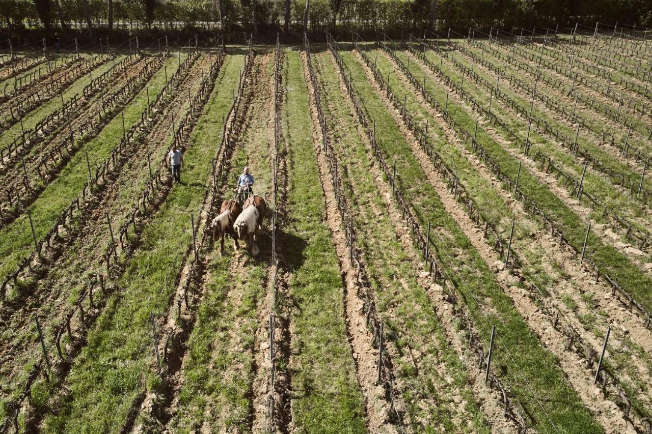 Agriturismo Gli Archi Fauglia Экстерьер фото