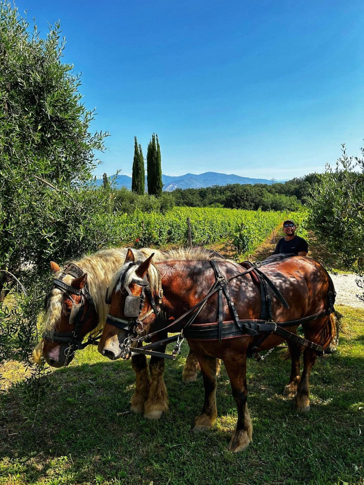 Agriturismo Gli Archi Fauglia Экстерьер фото