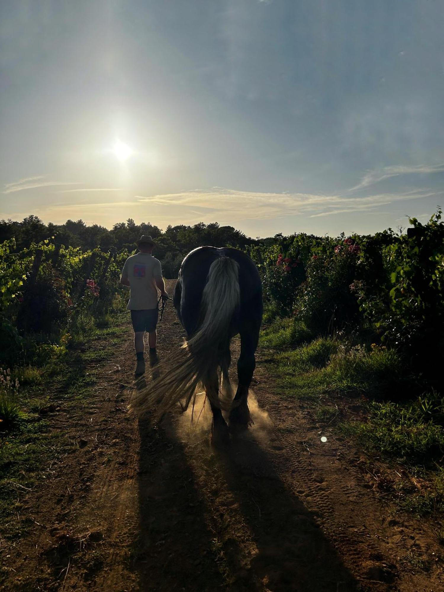 Agriturismo Gli Archi Fauglia Экстерьер фото