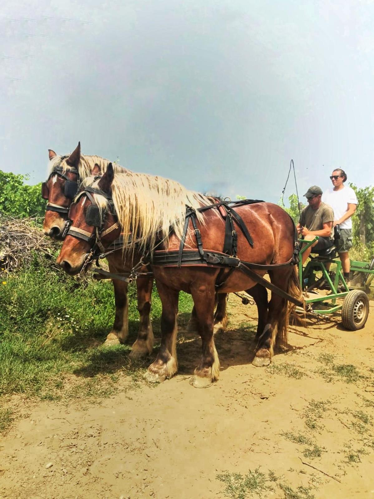 Agriturismo Gli Archi Fauglia Экстерьер фото